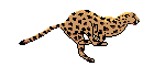Cheet.gif (7232 bytes)